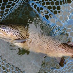 意外と難しい ～岡崎トラウトポンド～